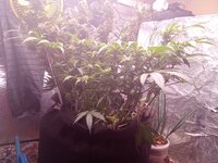 IMG_20250417_081015.jpg