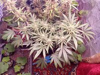 IMG_20250430_073309.jpg