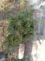 IMG_20250603_070127.jpg