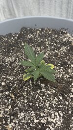 IMG_5966.jpeg
