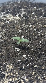IMG_6086.jpeg