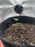IMG_1935.jpeg