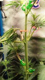 IMG_20251213_170042_003.jpg