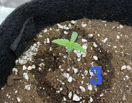 IMG_1931.jpeg