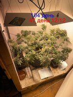 IMG_1939.jpeg