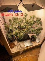 IMG_1955.jpeg