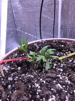 IMG_2455.jpeg