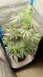IMG_20251215_070627_752.jpg
