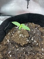 IMG_1944.jpeg