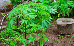 Kultivaciya-kannabisa-v-ogorode__DgFMQ2KkhbliIzfr.jpg Kultivaciya-kannabisa-v-ogorode__DgFMQ2KkhbliIzfr.jpg