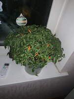 IMG_9469.jpeg