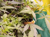 IMG_20251217_132755.jpg
