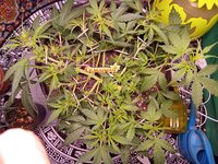 IMG_20251218_072628.jpg