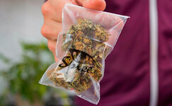 CHto-takoe-sinteticheskie-kannabinoidy__5G3eYnxq542q4Syb.jpg CHto-takoe-sinteticheskie-kannabinoidy__5G3eYnxq542q4Syb.jpg
