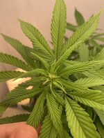 IMG_9610.jpeg