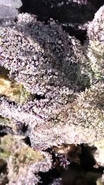 IMG_20251220_135759.jpg