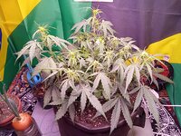 IMG_20251222_070727.jpg