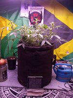 IMG_20251223_064433.jpg