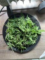 IMG_8809.jpeg