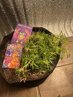 IMG_8805.jpeg