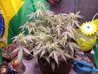 IMG_20251225_053631.jpg