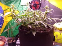 IMG_20251225_053640.jpg