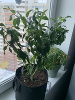IMG_9517.jpeg