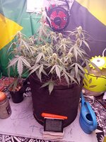 IMG_20251228_051747.jpg