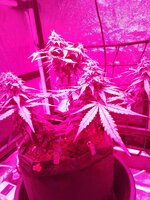 IMG_20251230_073901.jpg