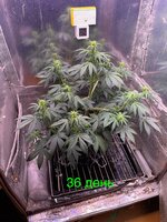 IMG_2249.jpeg