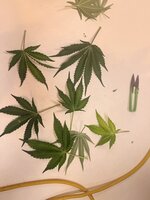 IMG_3573.jpeg
