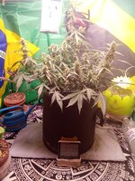 IMG_20260104_060420.jpg