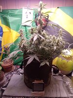 IMG_20260107_045747.jpg