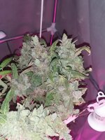 IMG_20260108_115817.jpg
