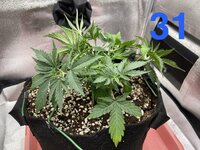 IMG_2060.jpeg