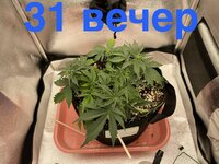 IMG_2063.jpeg