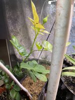 IMG_2355.jpeg