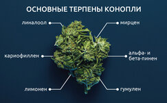 Chto-takoe-terpeny__VCQwXSSinGoTqEzf.jpg Chto-takoe-terpeny__VCQwXSSinGoTqEzf.jpg
