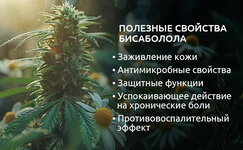 Terapevticheskie-svojstva-bisabolola__bUVFPcwuS9BIkJQ1.jpg Terapevticheskie-svojstva-bisabolola__bUVFPcwuS9BIkJQ1.jpg