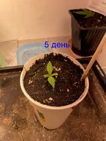 IMG_2379.jpeg