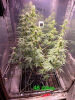 IMG_2395.jpeg
