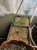 IMG_2362.jpeg