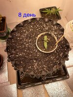 IMG_2419.jpeg