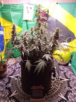 IMG_20260114_043040.jpg