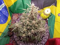 IMG_20260114_043147.jpg
