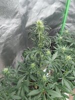 IMG_20260116_094743.jpg