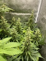 IMG_3557.jpeg