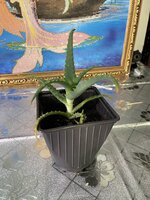 IMG_2500.jpeg