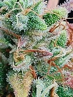 IMG_20260119_084757.jpg