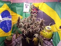 IMG_20260119_035824.jpg